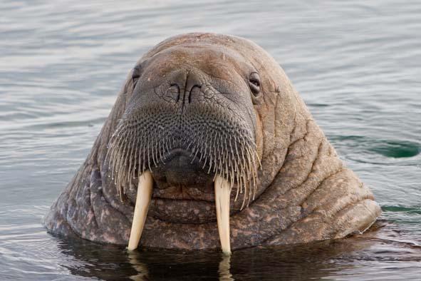 Pictures of Walrus , Walrus pics, Walrus photo gallery, Walrus photos and pictures, Walrus photos